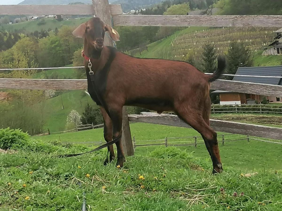 Affittacamere Ranch At Geta Razgorce Esterno foto