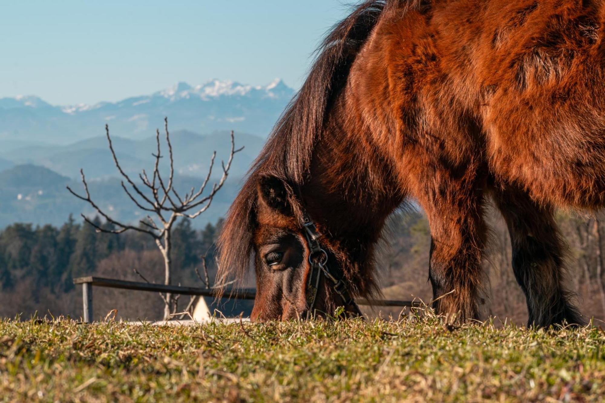 Affittacamere Ranch At Geta Razgorce Esterno foto
